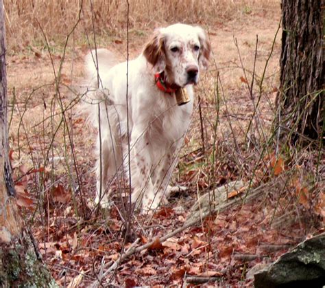 Ryman English Setters Firelight Birddogs