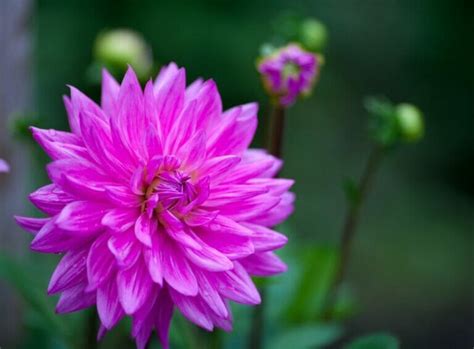 15 Officially Recognized Dahlia Flower Colors