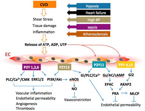 Ijms Free Full Text P Y Purinergic Receptors Endothelial