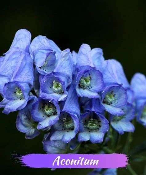 21 Beautiful Deadly Flowers and Poisonous Plants