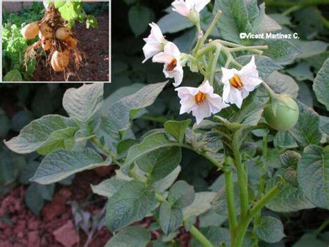 Solanum Tuberosum L Potato Botanical Online