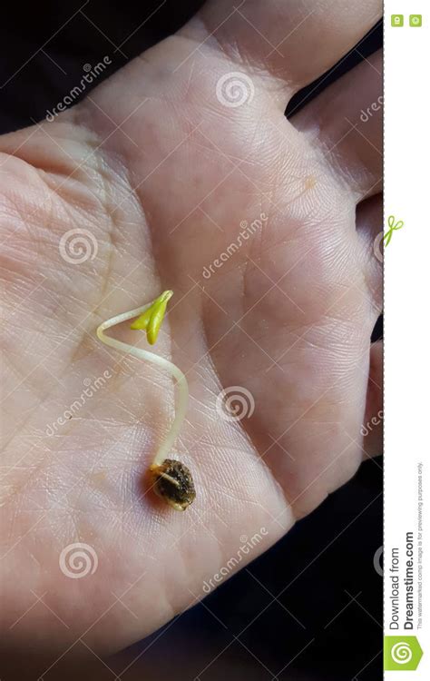 Germination Plant of Papaya Stock Image - Image of hand, care: 82610423