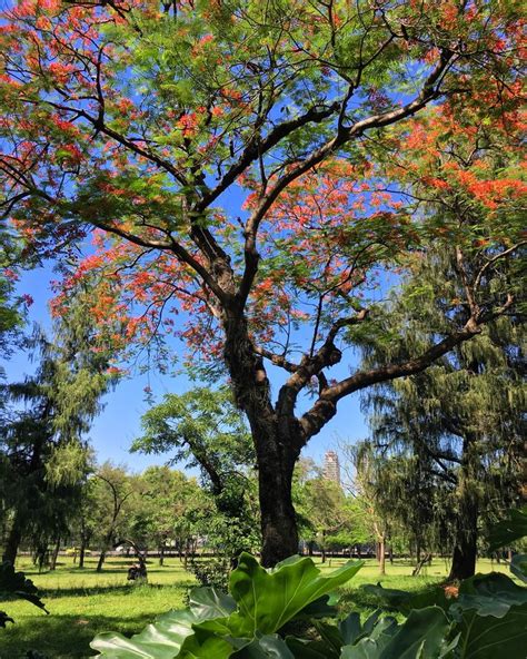 Jard N Nico De Asunci N Paraguay Country Life Country Roads