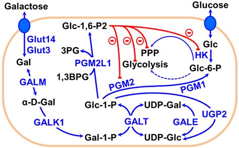 Illustration Of The Metabolism Of Galactose Through The Leloir Pathway