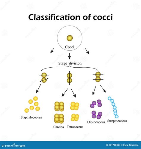 Types Of Cocci Bacteria