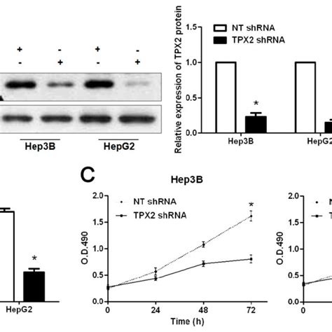 Tpx Knockdown Inhibits Hcc Cell Migration And Invasion Cell Migration