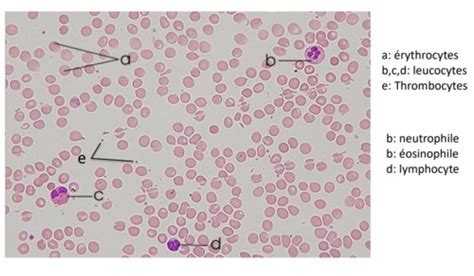 intro immunologie hématopoïèse le 12 04 21 Flashcards Quizlet