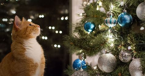 How To Keep Cats Away From Your Christmas Tree Zoetis Petcare