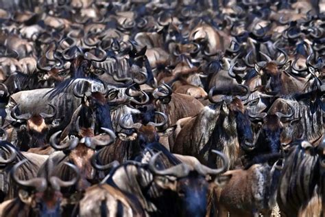 Serengeti Wildebeest Migration Safari Meijo Safaris