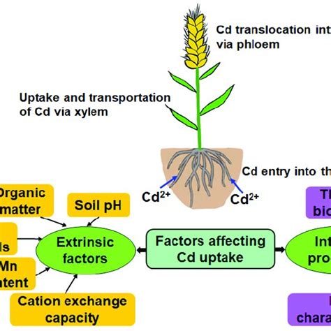 Factors Affecting Cd Uptake In Wheat Cd First Enters The Roots From