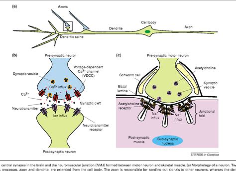 [PDF] Central synapse and neuromuscular junction: same players ...
