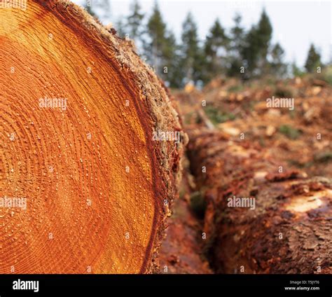 Sawn Ends Hi Res Stock Photography And Images Alamy
