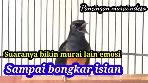 Pancingan Murai Batu Malam Hari Agar Bongkar Isian Youtube