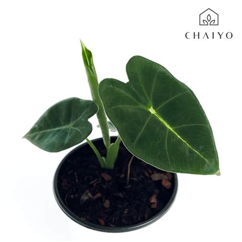 อโลคาเซย ฟรายเดกซ Alocasia Frydek กระถาง 4 นว โดยบรษท ชยโยฟารม