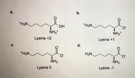 Solved The Four Protonation States Of Lysine Are Shown Chegg