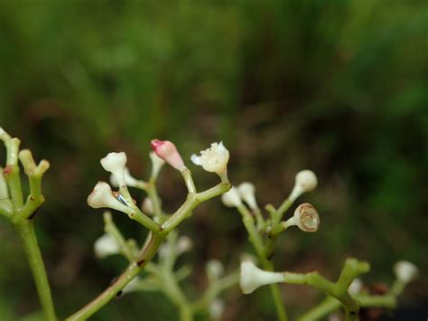 Syzygium Myrtaceae Image At Phytoimages Siu Edu