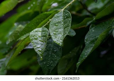 Syzygium Polyanthum Leaves Common Names Indian Stock Photo 2161362013 | Shutterstock