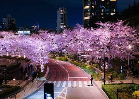 東京の桜名所おすすめ10選！ 一度は行きたい絶景＆人気の花見スポットはここ Live Japan 日本の旅行・観光・体験ガイド