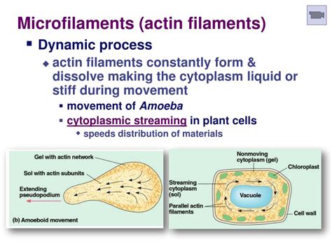 What Is The Role Of Microfilaments In Cell Division Apex Reproduction