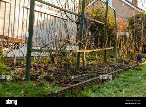 Dying Plants Hi Res Stock Photography And Images Alamy