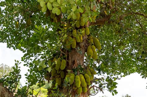 Jackfruit Tree Jackfruit Plant Jackfruit Tree Fruits Name In English