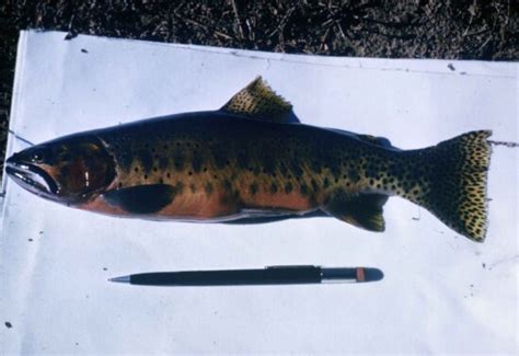 Free Picture Bull Trout Fish Salvelinus Confluentus