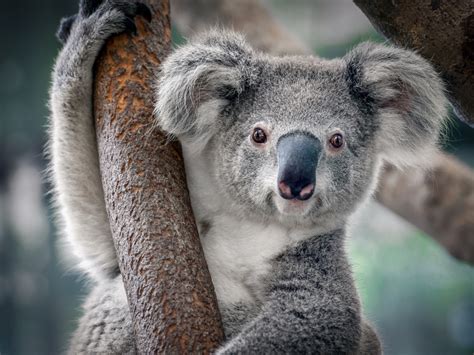 Koalas Are Now Officially Listed As An Endangered Species