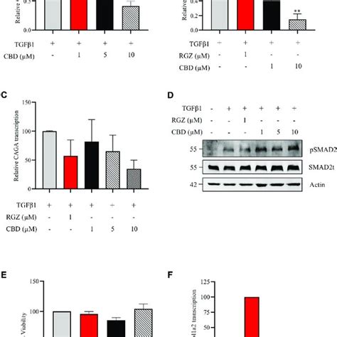 Cbd Reduces Liver Fibrosis Induced By Ccl4 A Representative Images