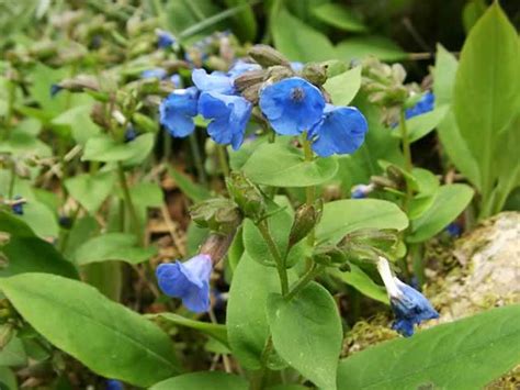 How to grow and care for Blue Lungwort and Spotted Lungwort plants, Pulmonaria - Garden Helper ...