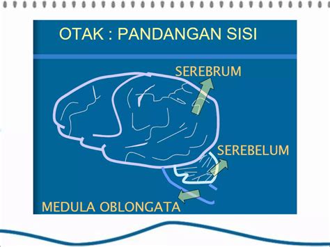 Power Point Anatomi And Fisiologi Sistem Saraf Ppt