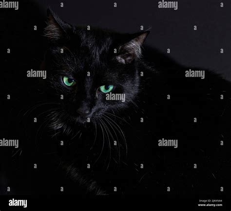 A Closeup Of The Beautiful Black Cat With Green Eyes In The Darkness