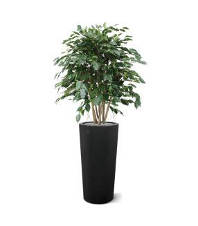 Ficus Exotica Plante Artificielle Deluxe 180 Cm Vert Maxifleur