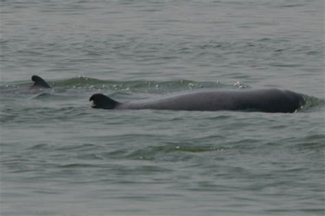 Mekong River Dolphins | ContemporaryNomad.com