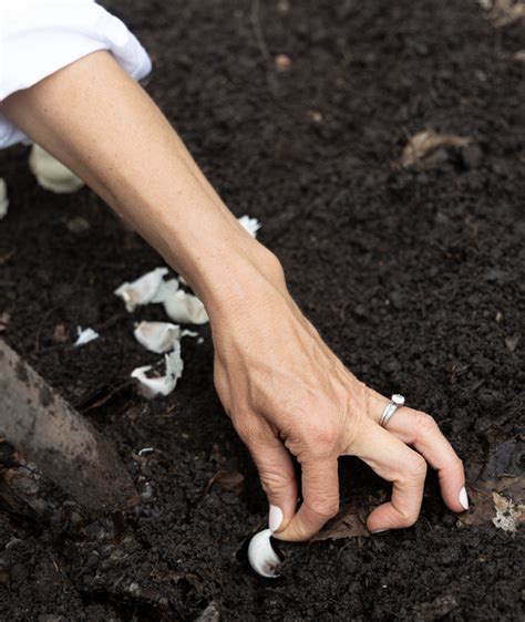 Easy Steps To Plant Spinach From Seed Gardenary