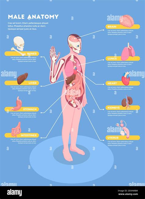 Male Anatomy Infographics With Internal Organs Icons 3d Isometric