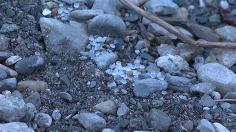 Plastic Pellet Spill From Train Derailment Spotlights Polluting