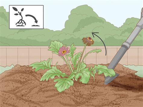 How to Care for a Gerbera Daisy: 15 Steps (with Pictures)