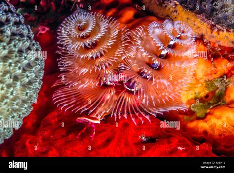 Spirobranchus Giganteus Commonly Known As Christmas Tree Worms Are