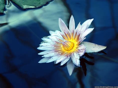 🔥 40 Water Lily Wallpapers For Computer Wallpapersafari