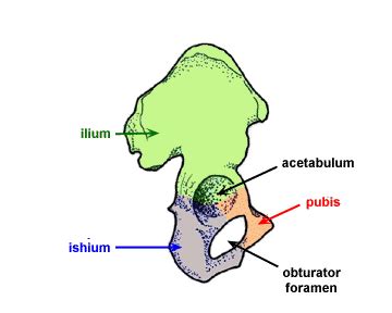 gynecoid pelvis anatomy