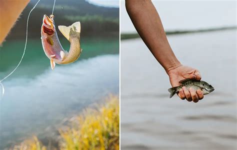 Catch And Release Catch And Release Fish Careelite