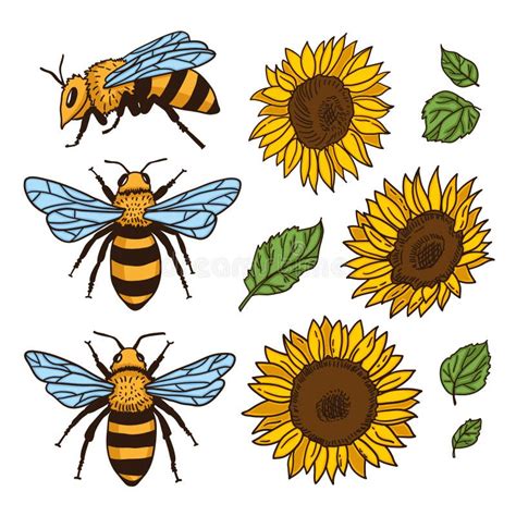 Vector Set With Bees And Sunflowers Hand Drawn Illustration Stock