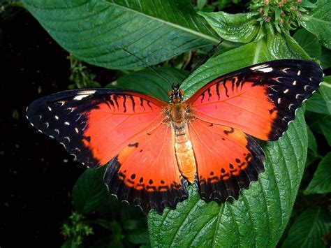 Red Lacewing This Is A Red Lacewing Cethosia Biblis From Flickr