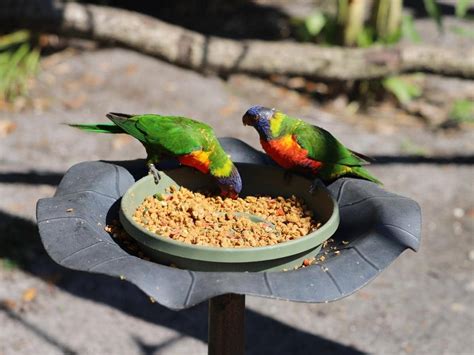 Can Birds Eat Quinoa Uncooked And Cooked