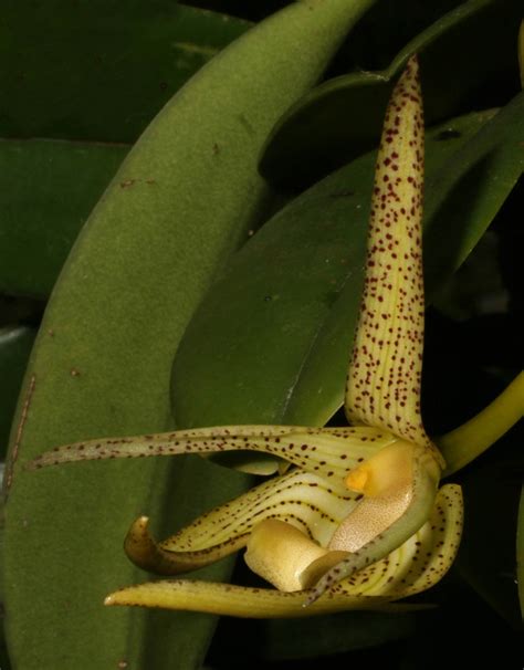 Bulbophyllum Megalanthum Orchidaceae Image At Phytoimages Siu Edu