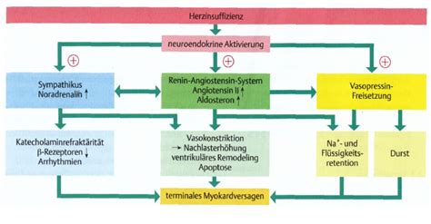 Schaubild Pharmakologie Therapie Der Herzinsuffizienz Quizlet