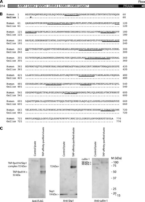 Fpv Is An Ank Pranc Protein That Associates With Skp And Cullin