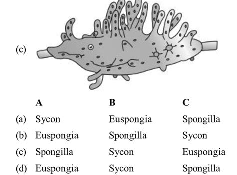 Spongilla Diagram