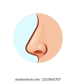 Human Nose Vector Isolated On White Stock Vector Royalty Free