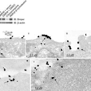 Bmper And Bmp Internalize Through A Clathrin Dependent Mechanism A